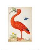 Curlew Catesby (or Scarlet Ibis)